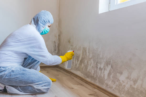Licensed Basement Mold Remediation service in Williamsport, MD - WQB Mold Removal