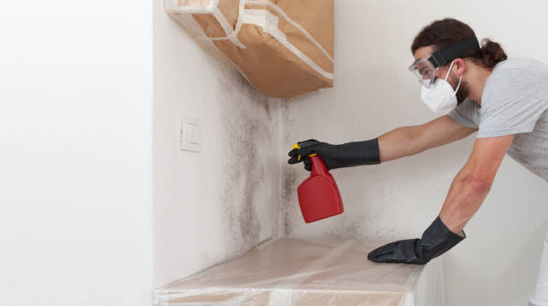 Professional Basement Mold Remediation technician working in Williamsport, MD